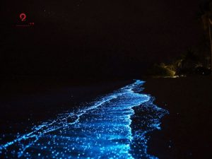 Tour Chèo Kayak Ngắm Lân Tinh - Ăn Tối Trên Vịnh Lan Hạ